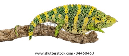 Meller's Chameleon, Giant One-horned Chameleon, Chamaeleo melleri, perched on branch in front of white background