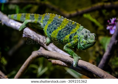 Meller's chameleon (Giant one-horned chameleon) on a branch