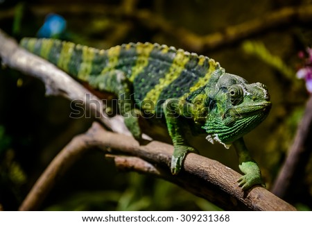 Meller's chameleon (Giant one-horned chameleon) on a branch