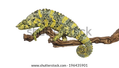 Meller's Chameleon on a branch - Trioceros melleri - isolated on white