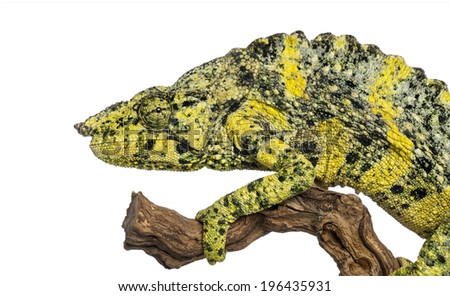 Meller's Chameleon on a branch - Trioceros melleri - isolated on white