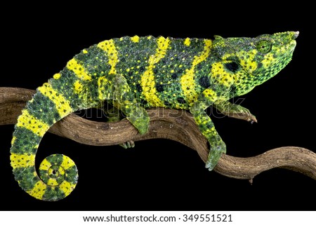 Meller's chameleon (Trioceros melleri)