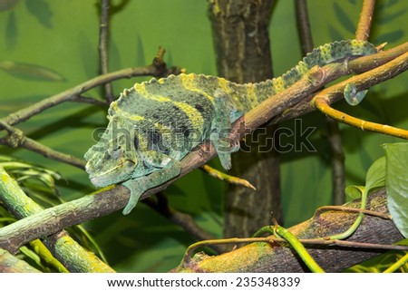 Meller's chameleon (Trioceros melleri or Chamaeleo melleri) on a branch