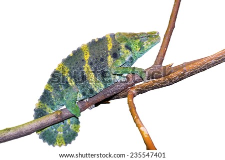 Meller's chameleon (Trioceros melleri or Chamaeleo melleri) isolated