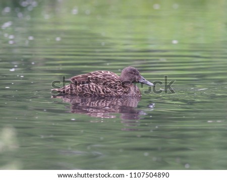 Meller's duck, Anas melleri, single bird on water, captive, June 2018                  