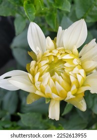 Mellow yellow budding chrysanthemum bloom - Shutterstock ID 2252613955