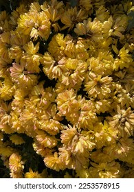 Mellow Yellow Chrysanthemum Flowers Nature Beautiful Sunrise Glow - Shutterstock ID 2253578915