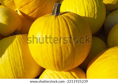 Mellow Yellow pumpkin among the same pumpkins on a sunny day