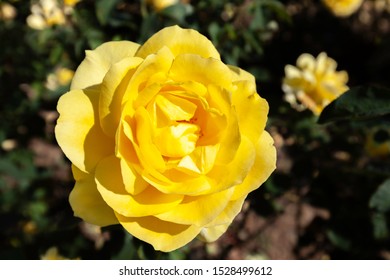 Mellow Yellow rose flower in the field. Scientific name: Rosa 'Mellow Yellow'.  Flower bloom Color: Deep yellow. - Shutterstock ID 1528499612