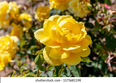 Mellow Yellow rose flower in the field. Flower bloom Color: Deep yellow. - Shutterstock ID 1573681198