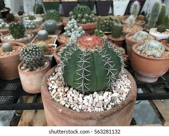Melocactus