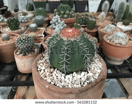 Melocactus