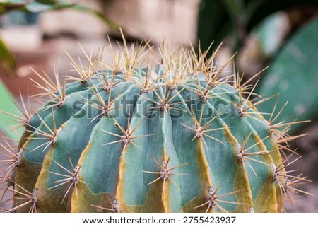 Melocactus close-up on a blurred background. screen saver.