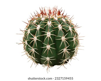 Melocactus curvispinus.
				The trunk is round and plump, green, with thorns curled around like claws of a falcon and thrust upward, 2 nails, creamy white, and the tip of the thorns is red.