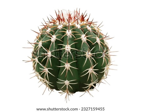 Melocactus curvispinus.
The trunk is round and plump, green, with thorns curled around like claws of a falcon and thrust upward, 2 nails, creamy white, and the tip of the thorns is red.