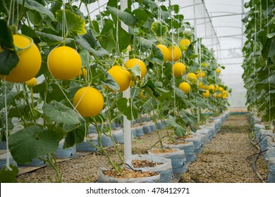 40,845 Melon farm Images, Stock Photos & Vectors | Shutterstock