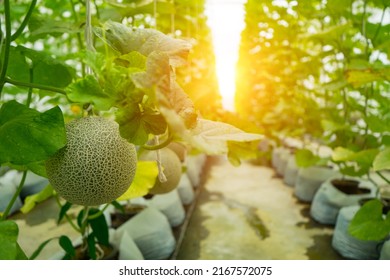Melon or cantaloupe melons growing in supported by string melon nets ,The green melon with leaves and sunlight in the agriculture farm waiting for harvest.