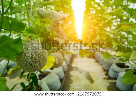 Melon or cantaloupe melons growing in supported by string melon nets ,The green melon with leaves and sunlight in the agriculture farm waiting for harvest.