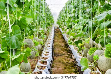 Melon Crop Vegetative Stage Under Greenhouse Stock Photo 347767757 ...