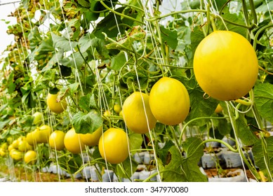 Melon Crop Vegetative Stage Under Greenhouse Stock Photo 347970080 ...