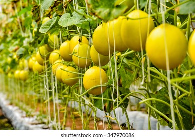 Melon Crop Vegetative Stage Under Greenhouse Stock Photo 347970086 ...