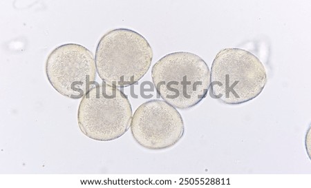 Melon (Cucumis melo) pollen grains under light microscope. Curcubitaceae pollen grains. 400x magnification + 2x camera zoom. Fresh sample. Selective focus image.