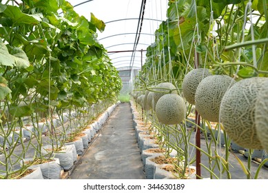 40,845 Melon Farm Images, Stock Photos & Vectors 