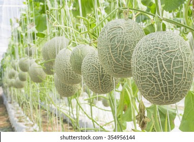 40,845 Melon farm Images, Stock Photos & Vectors | Shutterstock