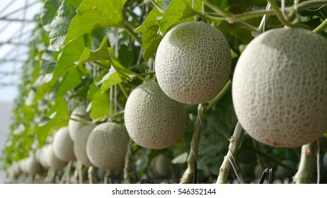 Melon Farm Stock Photo 546352144 