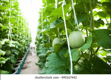 40,845 Melon farm Images, Stock Photos & Vectors | Shutterstock