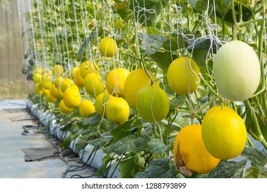 Melon Farm Cantaloupe Greenhouse Stock Photo 1288793899 | Shutterstock