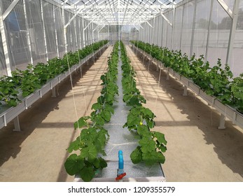 Melon Farm In Deep Water Culture Hydroponic System : Thailand