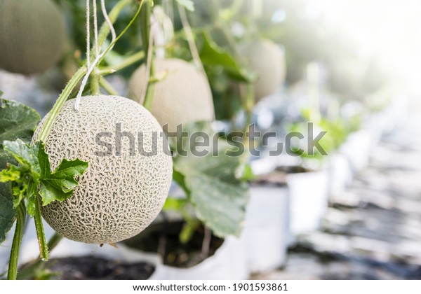 527 Japanese Melon In Green House Farm Images, Stock Photos & Vectors ...