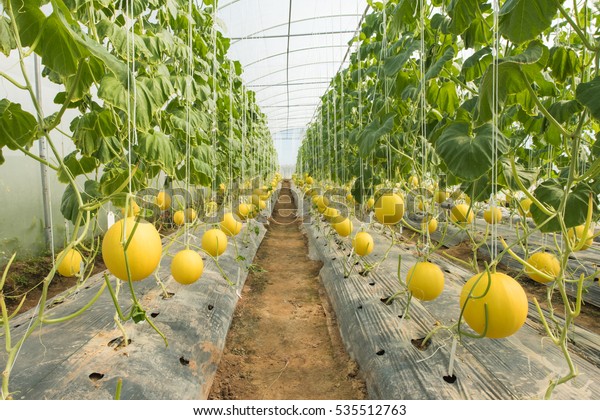 Melon Farming Melon Plantation High Tunnels Stock Photo (Edit Now ...