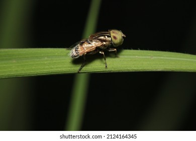 the melon flies perched on grass