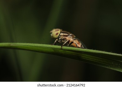 the melon flies perched on grass 2