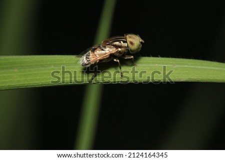 the melon flies perched on grass
