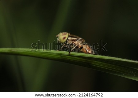 the melon flies perched on grass 2