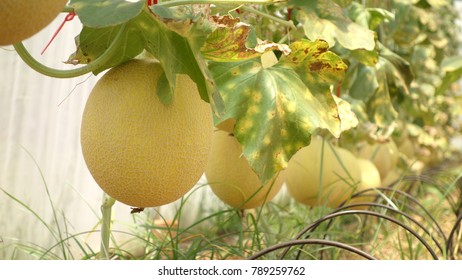 Melon Form My Farm Many Picture Stock Photo 789259762 | Shutterstock