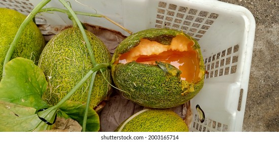 Melon fruit attacked by Erwinia sp. This causes the fruit to rot and the skin become collapse  because the plant cells undergo lysis
