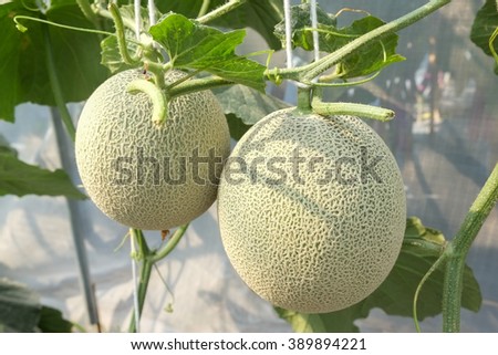 Melon growing in a greenhouse in farm Thailand