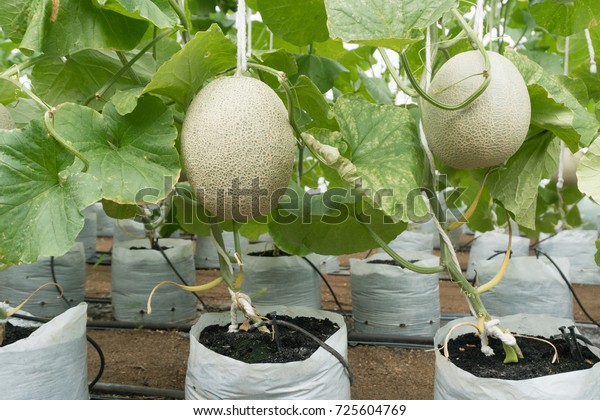 Melon Growing Hydroponics Greenhouse Farm Stock Photo (Edit Now) 725604769