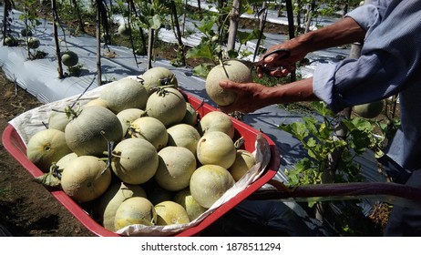 Melon Harvest In A Melon Agro-tourism Plantation, Lamteh, Pekan Bada District, Aceh Besar District, Aceh, December 2, 2020