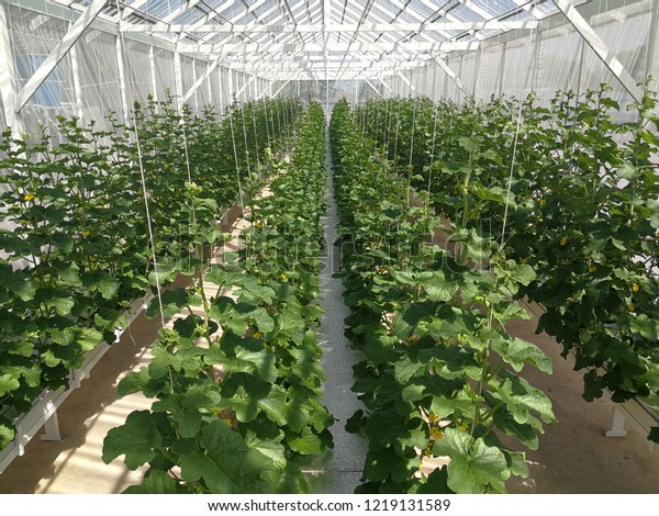 Melon Hydroponic System Stock Photo 1219131589 Shutterstock