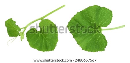 Melon leaf isolated on white background with full depth of field