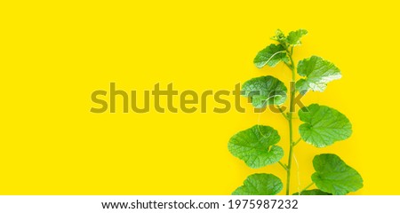 Melon leaves on yellow background. Copy space