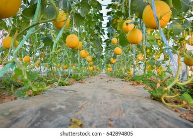 Melon Park Stock Photo 642894805 | Shutterstock