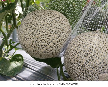 338 Melon plot Images, Stock Photos & Vectors | Shutterstock