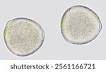 Melon pollen grains under microscope. Fresh sample without staining. Selective focus image