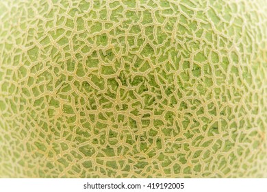 Melon Skin Texture Background.